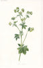 FLOWERS. Lady's Mantle c1895 old antique vintage print picture