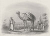 ISRAEL. Scene near Ramla-Bartlett 1847 old antique vintage print picture
