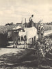 BORDEAUX WINE. Vendanges Grands Crus. Grape harvest Grand Cru vineyard 1949