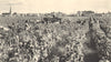 BORDEAUX WINE. Vendanges dans les Grands Crus. Grape harvest - vineyard 1949