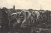 BORDEAUX WINE. Défonçage profond avant replantation 1949 old vintage print