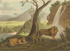 AFRICA. Lions waiting for Prey (Field Sports- Edward Orme)  1814 old print
