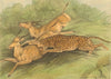 ARABIA. Hunting Antelopes with a Panther (Field Sports- Edward Orme)  1814