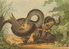 SENEGAL. Battle between Boa Constrictor & Tiger.  (Edward Orme)  1814 print