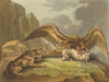 USA. Eagle and Wolf disputing their prize (Field Sports- Edward Orme)  1814