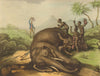 SOUTH AFRICA. Elephant killed dead. Hunter Hottentots Khoikhoi (Orme)  1814