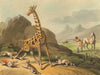 AFRICA. Hunting the Camelopard (Giraffe) . Rifle. Dogs (Edward Orme)  1814