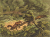 GERMANY. German Fox Trap. Carrion bait (Field Sports- Edward Orme)  1814 print