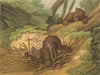 GERMANY. Bear Trap Pitfall (Field Sports- Edward Orme)  1814 old antique print