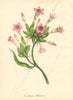 PLANTAE UTILIORES. Tobacco (Nicotiana Tabacum) Hand colour. BURNETT 1842 print