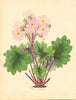 PLANTAE UTILIORES. Chinese Primrose (Primula Sinensis) Hand colour. BURNETT 1842