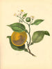 PLANTAE UTILIORES. The sweet Orange (Citrus Aurantium) Hand colour. BURNETT 1842