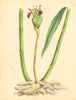 PLANTAE UTILIORES. Officinal Ginger(Zingiber officinale)Hand colour.BURNETT 1842