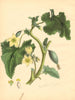 PLANTAE UTILIORES. Wild or Squirting Cucumber (Momordica Elaterium) BURNETT 1842