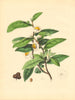 PLANTAE UTILIORES. The Tea Plant (Thea) Hand colour. BURNETT 1842 old print