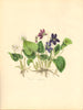 PLANTAE UTILIORES. Sweet Violet (Viola odorata) Hand colour. BURNETT 1842
