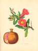PLANTAE UTILIORES.The Pomegranate Tree (Punica Granatum)Hand colour.BURNETT 1842
