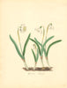 PLANTAE UTILIORES. The Snow Drop (Galanthus nivalis) Hand colour. BURNETT 1842