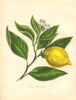 PLANTAE UTILIORES. The Lemon Tree (Citus Limonum) Hand colour. BURNETT 1842
