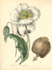 PLANTAE UTILIORES. White Opium Poppy(Papaver Somniferum)Hand colour.BURNETT 1842