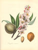 PLANTAE UTILIORES.Common Almond Tree(Amygdalus communis)Hand colour.BURNETT 1842