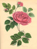 PLANTAE UTILIORES. Red Officinal Rose (Rosa Gallica) Hand colour. BURNETT 1842