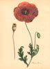 PLANTAE UTILIORES. Red Poppy (Papaver Rhoeas) Hand colour. BURNETT 1842 print