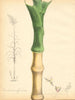 PLANTAE UTILIORES. Sugar Cane (Saccharum officinarum)Hand colour.BURNETT 1842