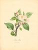 PLANTAE UTILIORES. Sweet Apple (Malus midis) Hand colour. BURNETT 1842 print