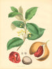 PLANTAE UTILIORES. The Nutmeg Tree (Myristica moschata) Hand colour.BURNETT 1842