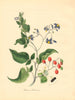 PLANTAE UTILIORES. Woody Nightshade/Bitter Sweet(Solanum Dulcamara).BURNETT 1842