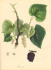 PLANTAE UTILIORES.The Common Mulberry Tree(Morus nigra) Hand colour.BURNETT 1842