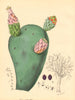 PLANTAE UTILIORES. Spineless Cochineal Fig (Cactus cochinillifer). BURNETT 1842
