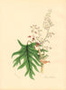 PLANTAE UTILIORES. Palmated Rhubarb. (Rheum palmatum) Hand colour. BURNETT 1842