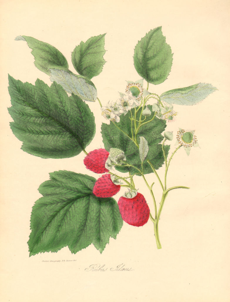 Burnet Raspberry PLANTAE UTILIORES. The Common Raspberry (Rubus ldaeus) Hand colour ...