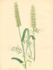 PLANTAE UTILIORES. Winter or Wheat (Triticum hybernum)Hand colour.BURNETT 1842