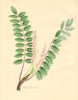 PLANTAE UTILIORES. Olibanum-yielding Boswellia (Boswellia serrata). BURNETT 1842