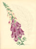 PLANTAE UTILIORES. Purple Foxglove (Digitalis purpurea) Hand colour.BURNETT 1842