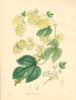 PLANTAE UTILIORES. The Hop (Humulus Lupulus) Hand colour. BURNETT 1842 print