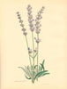 PLANTAE UTILIORES. Spike Lavender (Lavandula Spica) Hand colour. BURNETT 1842