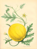 PLANTAE UTILIORES.Bitter Cucumber (Cucumis Colocynthis) Hand colour.BURNETT 1842