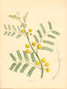 PLANTAE UTILIORES. Egyptian Gum-arabic or Thorn (Acacia vera). BURNETT 1842