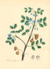 PLANTAE UTILIORES. Officinal Guaiacum or Lignum Vitae (officinale). BURNETT 1842