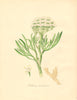 PLANTAE UTILIORES. Sea samphire (Crithmum maritimum) Hand colour. BURNETT 1842