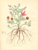 PLANTAE UTILIORES. Peruvian Krameria (Rhatany) (Krameria trindra). BURNETT 1842