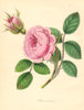 PLANTAE UTILIORES. The Moss Rose (Rosa muscosa) Hand colour. BURNETT 1842