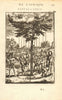 RAIN TREE OF EL HIERRO. Garoé. 'Arbre de l'Isle de Fer'. Canarias. MALLET 1683