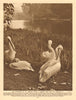 The pelicans of St. James Park, a garden laid out by Charles II 1926 old print