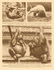 London Zoo. Orang-utangs, sloth and aard-vark. Regent's Park 1926 old print