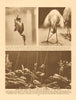 Diving bird, egret and the jewelled procession of the perch 1926 old print
